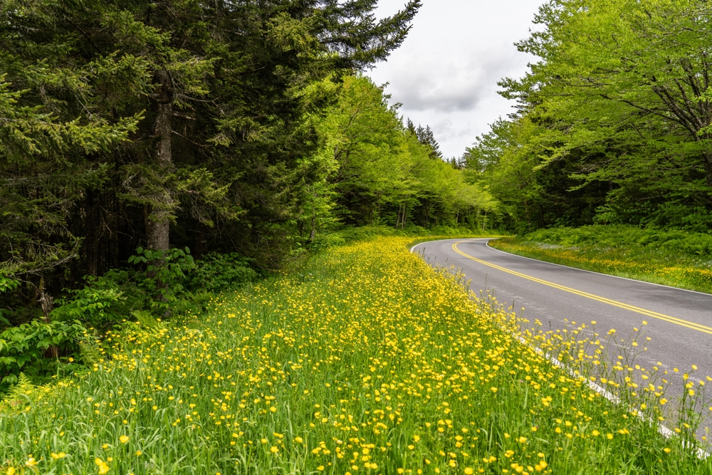 yellow flowers next to road