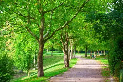 walkway in a park