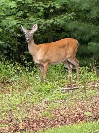 Majestic Ridge Retreat 33