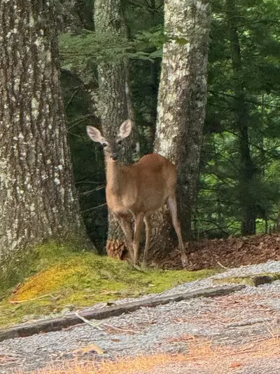 Majestic Ridge Retreat 34