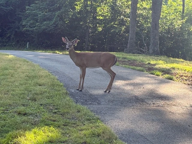 Deer in the Clouds