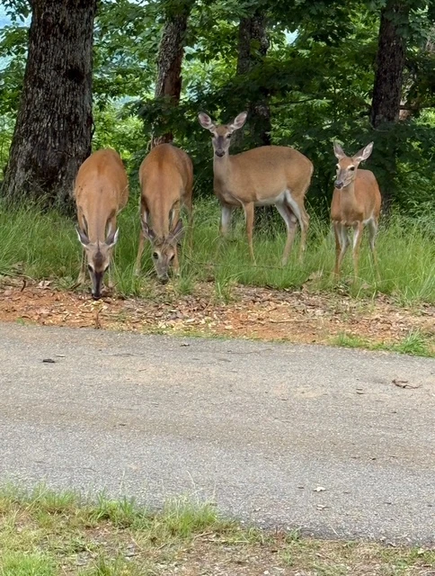 Deer in the Clouds