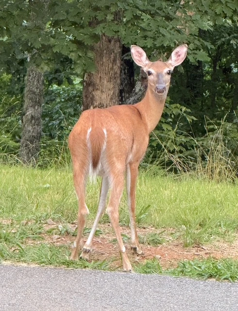 Deer in the Clouds