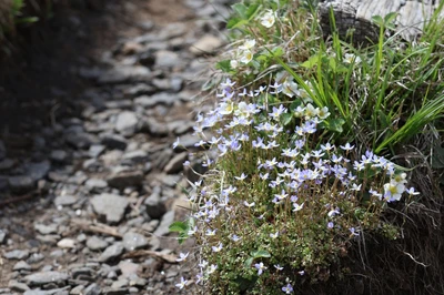 flowers along trail
