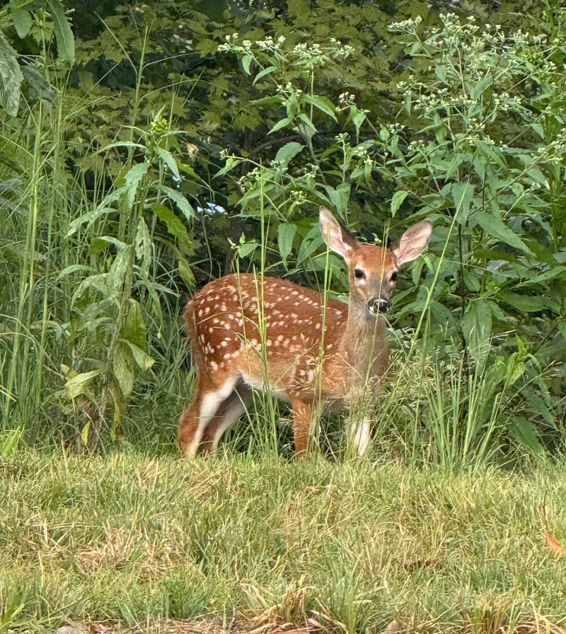 Deer in the Clouds