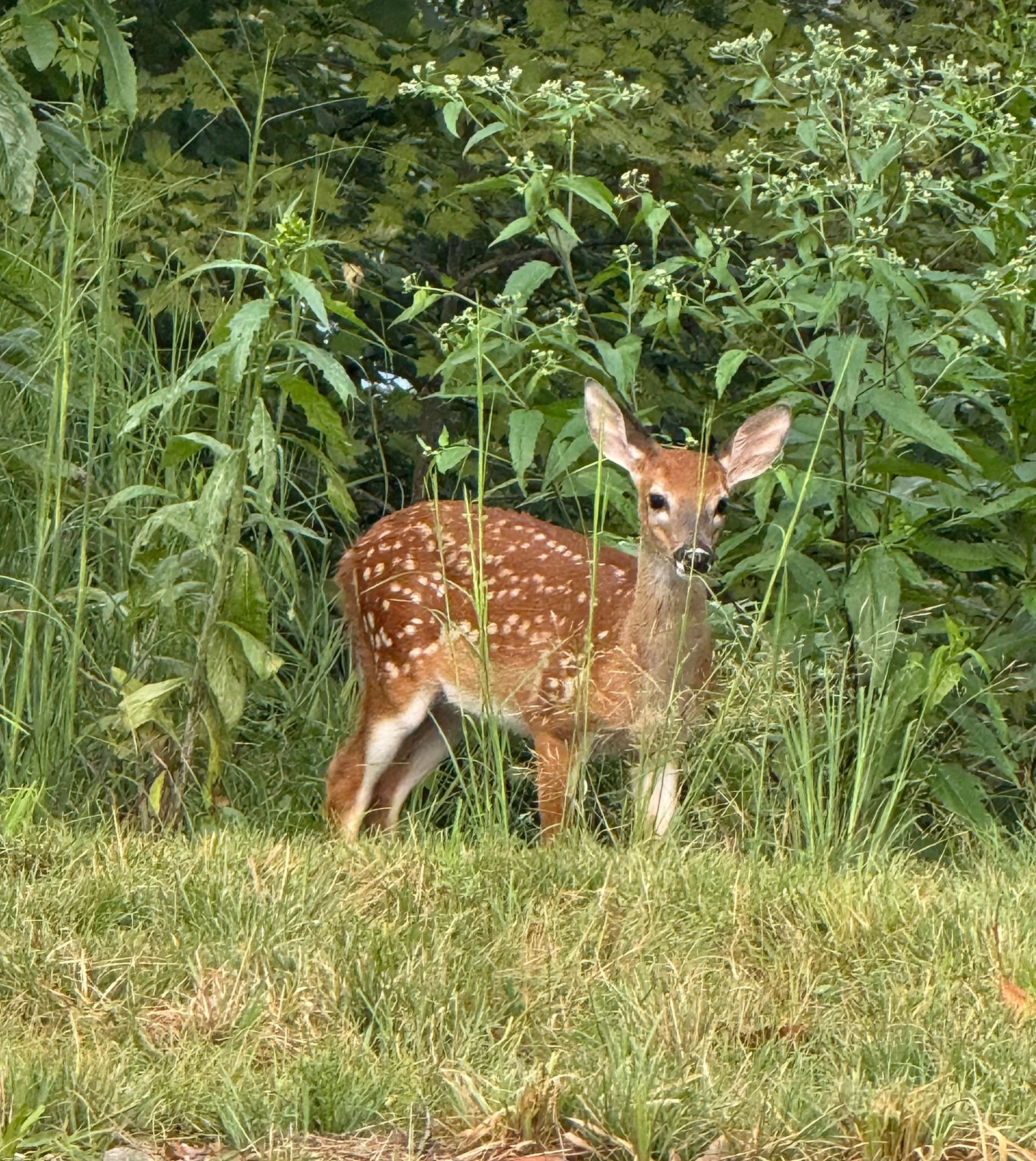 Deer in the Clouds