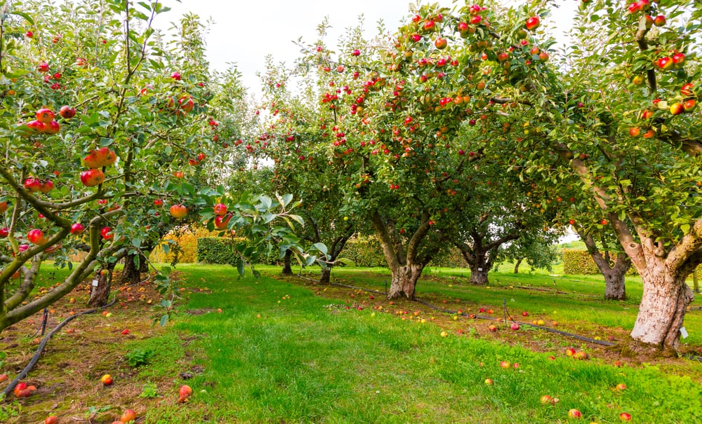 apple orchard path