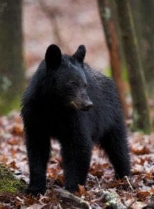 Black bear in autumn