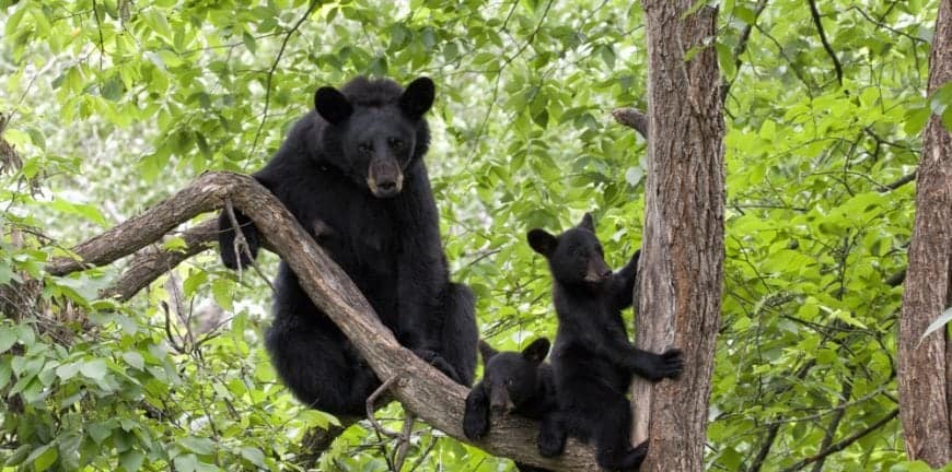 Mama black bear with two cubs in a tree