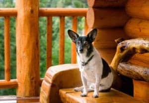 A dog sitting on a bench outside of a log cabin.