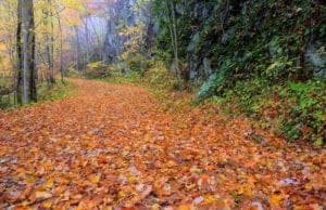 A hiking trail covered in fall leaves.