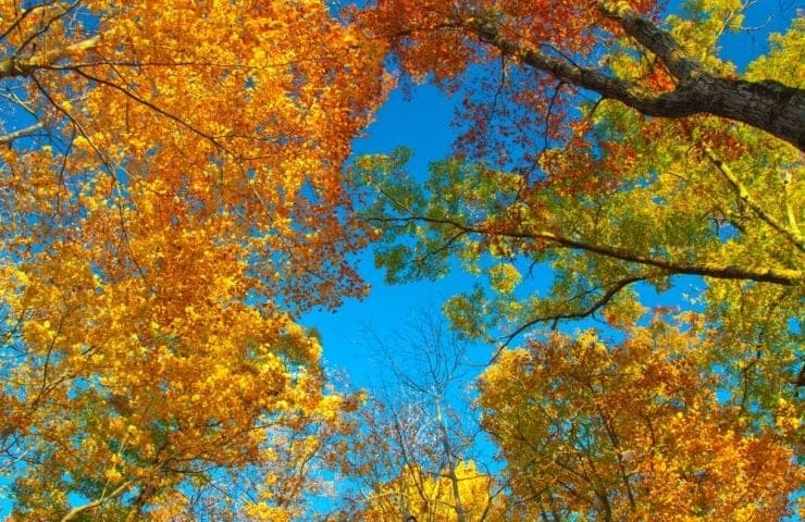 Beautiful leaves in the trees during fall in North Carolina.