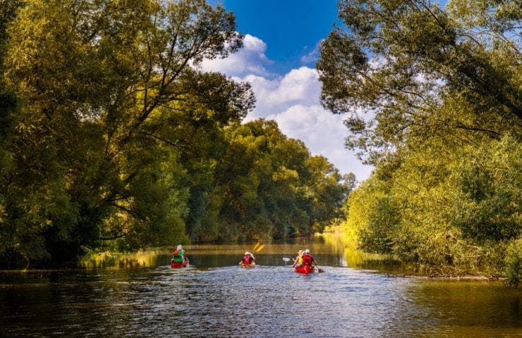 people canoeing on a river