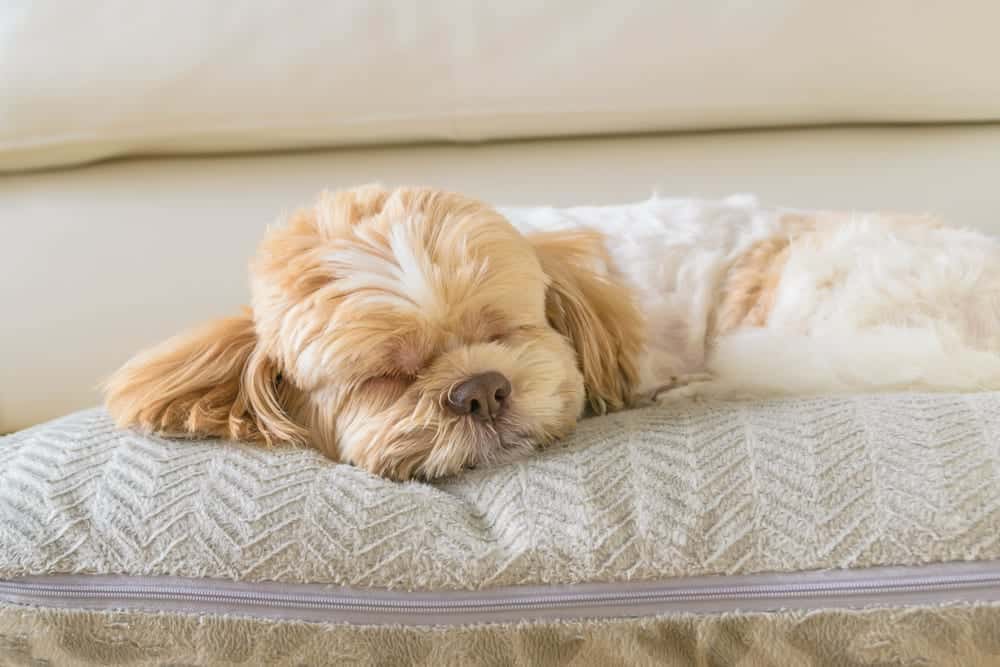 shih tzu asleep on a dog pillow