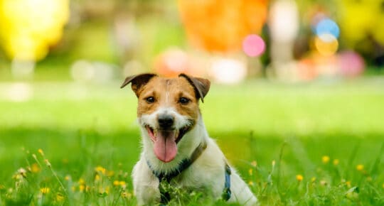 jack russell dog in the grass