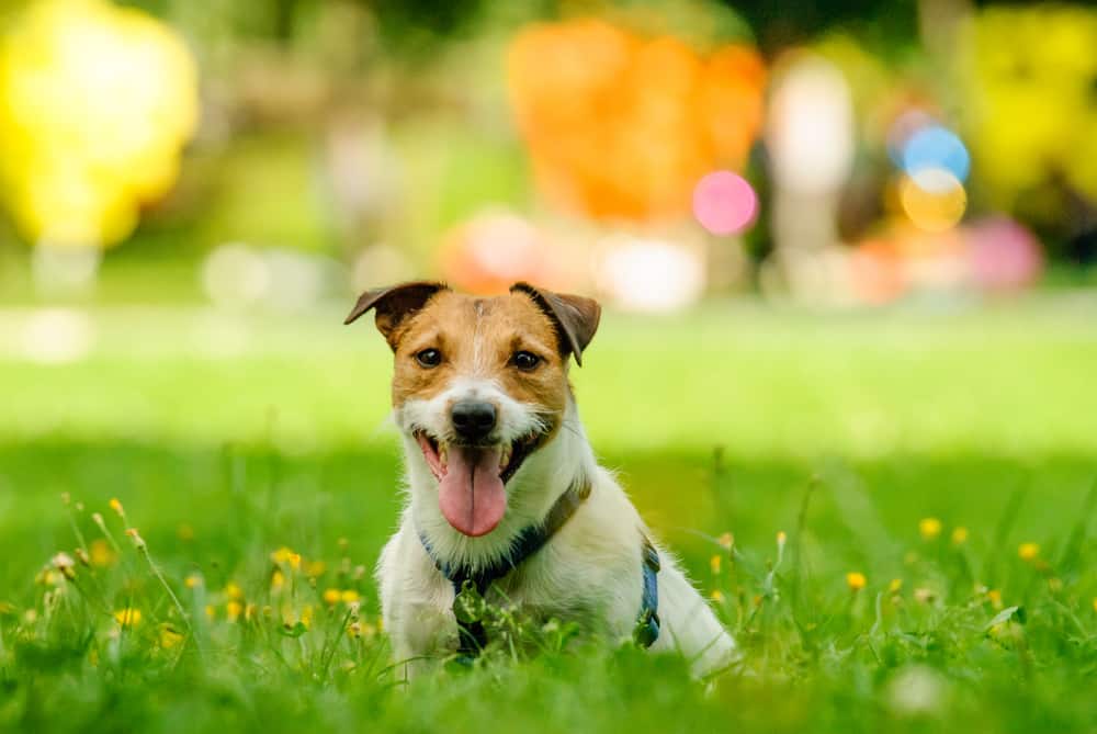 jack russell dog in the grass